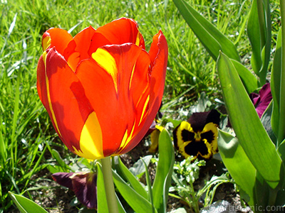 Red-yellow color Turkish-Ottoman Tulip photo. <i>(Family: Liliaceae, Species: Lilliopsida)</i> <br>Photo Date: April 2005, Location: Turkey/Istanbul, By: Artislamic.com