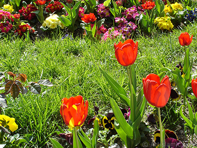 Red-yellow color Turkish-Ottoman Tulip photo. <i>(Family: Liliaceae, Species: Lilliopsida)</i> <br>Photo Date: April 2005, Location: Turkey/Istanbul, By: Artislamic.com