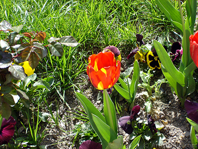 Red-yellow color Turkish-Ottoman Tulip photo. <i>(Family: Liliaceae, Species: Lilliopsida)</i> <br>Photo Date: April 2005, Location: Turkey/Istanbul, By: Artislamic.com