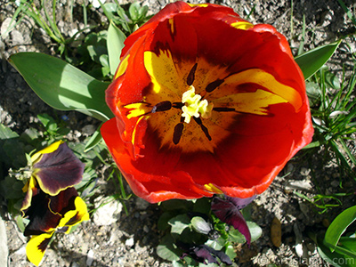 Red-yellow color Turkish-Ottoman Tulip photo. <i>(Family: Liliaceae, Species: Lilliopsida)</i> <br>Photo Date: April 2005, Location: Turkey/Istanbul, By: Artislamic.com