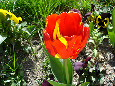 Red-yellow color Turkish-Ottoman Tulip photo. <i>(Family: Liliaceae, Species: Lilliopsida)</i> <br>Photo Date: April 2005, Location: Turkey/Istanbul, By: Artislamic.com