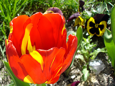 Red-yellow color Turkish-Ottoman Tulip photo. <i>(Family: Liliaceae, Species: Lilliopsida)</i> <br>Photo Date: April 2005, Location: Turkey/Istanbul, By: Artislamic.com