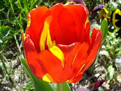 Red-yellow color Turkish-Ottoman Tulip photo. <i>(Family: Liliaceae, Species: Lilliopsida)</i> <br>Photo Date: April 2005, Location: Turkey/Istanbul, By: Artislamic.com