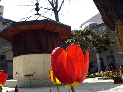 Red-yellow color Turkish-Ottoman Tulip photo. <i>(Family: Liliaceae, Species: Lilliopsida)</i> <br>Photo Date: April 2005, Location: Turkey/Istanbul, By: Artislamic.com