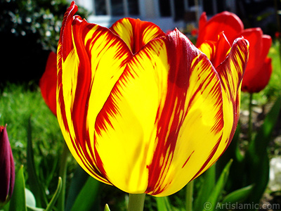 Red-yellow color Turkish-Ottoman Tulip photo. <i>(Family: Liliaceae, Species: Lilliopsida)</i> <br>Photo Date: April 2005, Location: Turkey/Istanbul, By: Artislamic.com