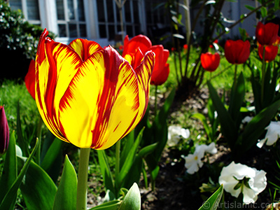 Red-yellow color Turkish-Ottoman Tulip photo. <i>(Family: Liliaceae, Species: Lilliopsida)</i> <br>Photo Date: April 2005, Location: Turkey/Istanbul, By: Artislamic.com