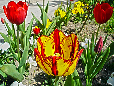 Red-yellow color Turkish-Ottoman Tulip photo. <i>(Family: Liliaceae, Species: Lilliopsida)</i> <br>Photo Date: April 2005, Location: Turkey/Istanbul, By: Artislamic.com