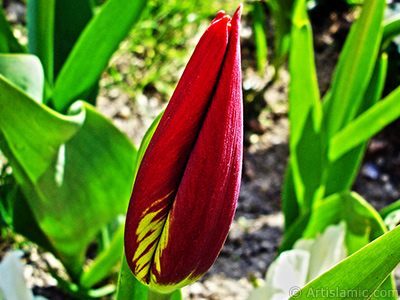 Red-yellow color Turkish-Ottoman Tulip photo. <i>(Family: Liliaceae, Species: Lilliopsida)</i> <br>Photo Date: April 2005, Location: Turkey/Istanbul, By: Artislamic.com