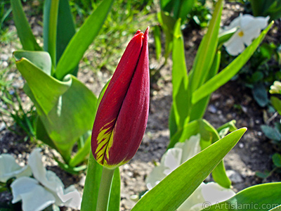 Red-yellow color Turkish-Ottoman Tulip photo. <i>(Family: Liliaceae, Species: Lilliopsida)</i> <br>Photo Date: April 2005, Location: Turkey/Istanbul, By: Artislamic.com