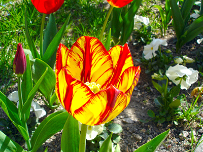 Red-yellow color Turkish-Ottoman Tulip photo. <i>(Family: Liliaceae, Species: Lilliopsida)</i> <br>Photo Date: April 2005, Location: Turkey/Istanbul, By: Artislamic.com