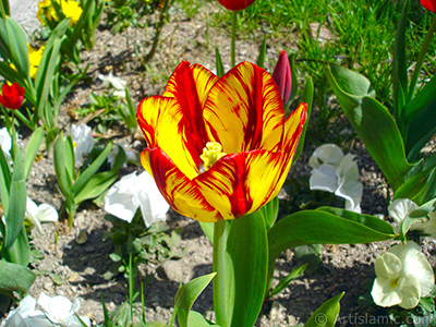 Red-yellow color Turkish-Ottoman Tulip photo. <i>(Family: Liliaceae, Species: Lilliopsida)</i> <br>Photo Date: April 2005, Location: Turkey/Istanbul, By: Artislamic.com