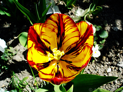 Red-yellow color Turkish-Ottoman Tulip photo. <i>(Family: Liliaceae, Species: Lilliopsida)</i> <br>Photo Date: April 2005, Location: Turkey/Istanbul, By: Artislamic.com