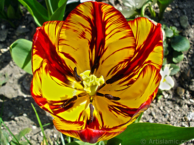 Red-yellow color Turkish-Ottoman Tulip photo. <i>(Family: Liliaceae, Species: Lilliopsida)</i> <br>Photo Date: April 2005, Location: Turkey/Istanbul, By: Artislamic.com