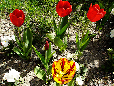 Red-yellow color Turkish-Ottoman Tulip photo. <i>(Family: Liliaceae, Species: Lilliopsida)</i> <br>Photo Date: April 2005, Location: Turkey/Istanbul, By: Artislamic.com