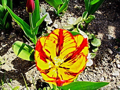 Red-yellow color Turkish-Ottoman Tulip photo. <i>(Family: Liliaceae, Species: Lilliopsida)</i> <br>Photo Date: April 2005, Location: Turkey/Istanbul, By: Artislamic.com