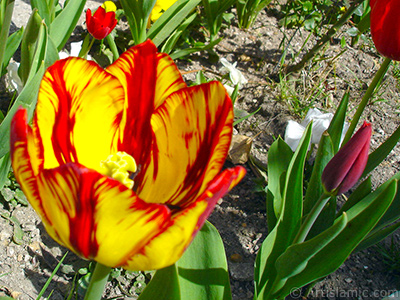 Red-yellow color Turkish-Ottoman Tulip photo. <i>(Family: Liliaceae, Species: Lilliopsida)</i> <br>Photo Date: April 2005, Location: Turkey/Istanbul, By: Artislamic.com