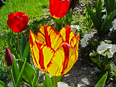 Red-yellow color Turkish-Ottoman Tulip photo. <i>(Family: Liliaceae, Species: Lilliopsida)</i> <br>Photo Date: April 2005, Location: Turkey/Istanbul, By: Artislamic.com