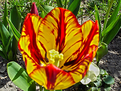 Red-yellow color Turkish-Ottoman Tulip photo. <i>(Family: Liliaceae, Species: Lilliopsida)</i> <br>Photo Date: April 2005, Location: Turkey/Istanbul, By: Artislamic.com