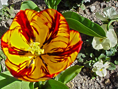 Red-yellow color Turkish-Ottoman Tulip photo. <i>(Family: Liliaceae, Species: Lilliopsida)</i> <br>Photo Date: April 2005, Location: Turkey/Istanbul, By: Artislamic.com