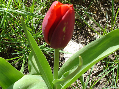 Red-yellow color Turkish-Ottoman Tulip photo. <i>(Family: Liliaceae, Species: Lilliopsida)</i> <br>Photo Date: April 2005, Location: Turkey/Istanbul, By: Artislamic.com