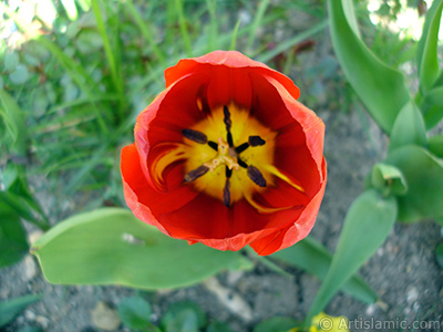 Red-yellow color Turkish-Ottoman Tulip photo. <i>(Family: Liliaceae, Species: Lilliopsida)</i> <br>Photo Date: April 2005, Location: Turkey/Istanbul, By: Artislamic.com