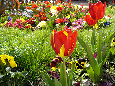 Red-yellow color Turkish-Ottoman Tulip photo. <i>(Family: Liliaceae, Species: Lilliopsida)</i> <br>Photo Date: April 2005, Location: Turkey/Istanbul, By: Artislamic.com