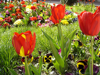 Red-yellow color Turkish-Ottoman Tulip photo. <i>(Family: Liliaceae, Species: Lilliopsida)</i> <br>Photo Date: April 2005, Location: Turkey/Istanbul, By: Artislamic.com