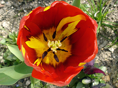 Red-yellow color Turkish-Ottoman Tulip photo. <i>(Family: Liliaceae, Species: Lilliopsida)</i> <br>Photo Date: April 2005, Location: Turkey/Istanbul, By: Artislamic.com