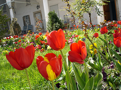 Red-yellow color Turkish-Ottoman Tulip photo. <i>(Family: Liliaceae, Species: Lilliopsida)</i> <br>Photo Date: April 2005, Location: Turkey/Istanbul, By: Artislamic.com