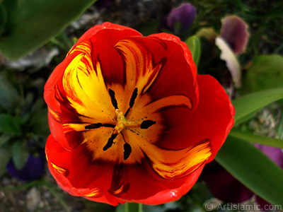 Red-yellow color Turkish-Ottoman Tulip photo. <i>(Family: Liliaceae, Species: Lilliopsida)</i> <br>Photo Date: April 2005, Location: Turkey/Istanbul, By: Artislamic.com