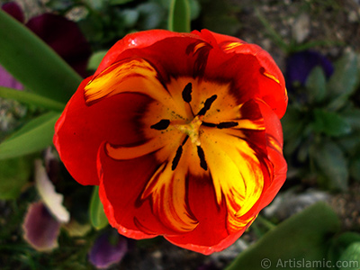 Red-yellow color Turkish-Ottoman Tulip photo. <i>(Family: Liliaceae, Species: Lilliopsida)</i> <br>Photo Date: April 2005, Location: Turkey/Istanbul, By: Artislamic.com