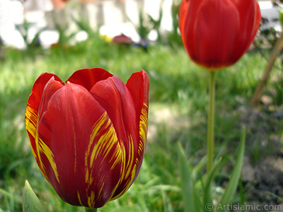 Red-yellow color Turkish-Ottoman Tulip photo. <i>(Family: Liliaceae, Species: Lilliopsida)</i> <br>Photo Date: April 2005, Location: Turkey/Istanbul, By: Artislamic.com