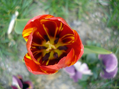 Red-yellow color Turkish-Ottoman Tulip photo. <i>(Family: Liliaceae, Species: Lilliopsida)</i> <br>Photo Date: April 2005, Location: Turkey/Istanbul, By: Artislamic.com