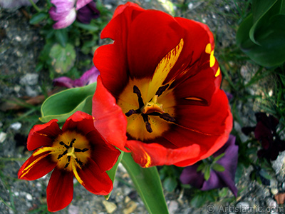 Red-yellow color Turkish-Ottoman Tulip photo. <i>(Family: Liliaceae, Species: Lilliopsida)</i> <br>Photo Date: April 2005, Location: Turkey/Istanbul, By: Artislamic.com