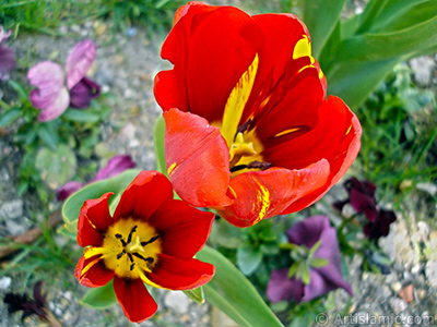 Red-yellow color Turkish-Ottoman Tulip photo. <i>(Family: Liliaceae, Species: Lilliopsida)</i> <br>Photo Date: April 2005, Location: Turkey/Istanbul, By: Artislamic.com