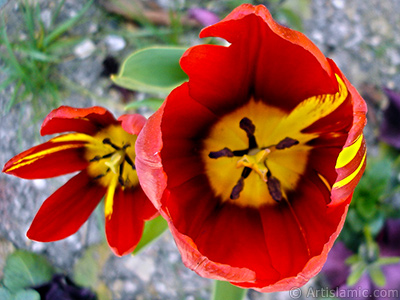 Red-yellow color Turkish-Ottoman Tulip photo. <i>(Family: Liliaceae, Species: Lilliopsida)</i> <br>Photo Date: April 2005, Location: Turkey/Istanbul, By: Artislamic.com