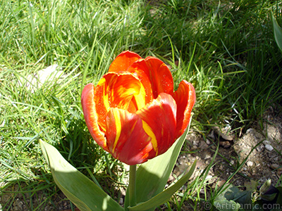 Red-yellow color Turkish-Ottoman Tulip photo. <i>(Family: Liliaceae, Species: Lilliopsida)</i> <br>Photo Date: April 2005, Location: Turkey/Istanbul, By: Artislamic.com