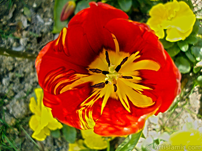 Red-yellow color Turkish-Ottoman Tulip photo. <i>(Family: Liliaceae, Species: Lilliopsida)</i> <br>Photo Date: April 2005, Location: Turkey/Istanbul, By: Artislamic.com