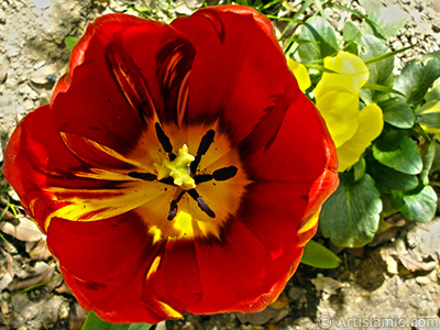 Red-yellow color Turkish-Ottoman Tulip photo. <i>(Family: Liliaceae, Species: Lilliopsida)</i> <br>Photo Date: April 2005, Location: Turkey/Istanbul, By: Artislamic.com