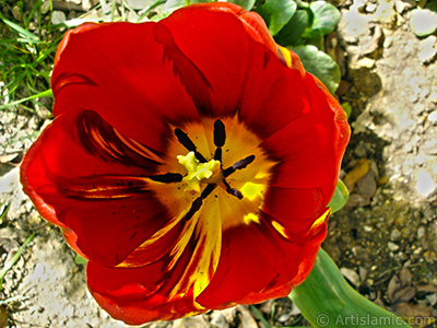 Red-yellow color Turkish-Ottoman Tulip photo. <i>(Family: Liliaceae, Species: Lilliopsida)</i> <br>Photo Date: April 2005, Location: Turkey/Istanbul, By: Artislamic.com
