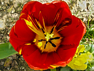 Red-yellow color Turkish-Ottoman Tulip photo. <i>(Family: Liliaceae, Species: Lilliopsida)</i> <br>Photo Date: April 2005, Location: Turkey/Istanbul, By: Artislamic.com