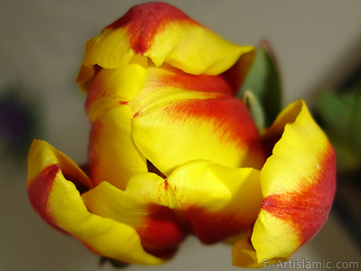 Red-yellow color Turkish-Ottoman Tulip photo. <i>(Family: Liliaceae, Species: Lilliopsida)</i> <br>Photo Date: March 2011, Location: Turkey/Istanbul, By: Artislamic.com