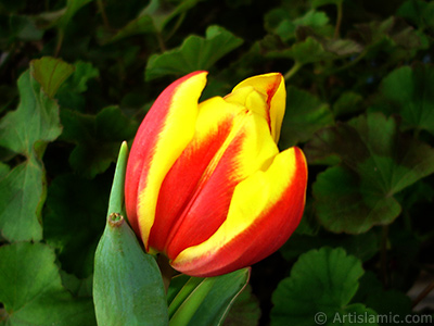 Red-yellow color Turkish-Ottoman Tulip photo. <i>(Family: Liliaceae, Species: Lilliopsida)</i> <br>Photo Date: March 2011, Location: Turkey/Istanbul, By: Artislamic.com