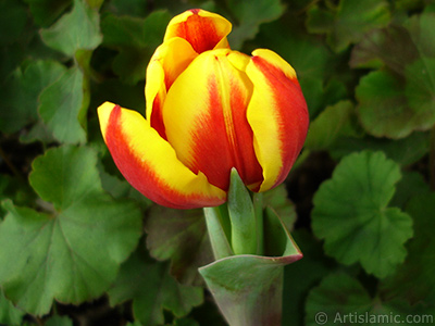 Red-yellow color Turkish-Ottoman Tulip photo. <i>(Family: Liliaceae, Species: Lilliopsida)</i> <br>Photo Date: March 2011, Location: Turkey/Istanbul, By: Artislamic.com