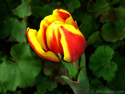 Red-yellow color Turkish-Ottoman Tulip photo. <i>(Family: Liliaceae, Species: Lilliopsida)</i> <br>Photo Date: March 2011, Location: Turkey/Istanbul, By: Artislamic.com