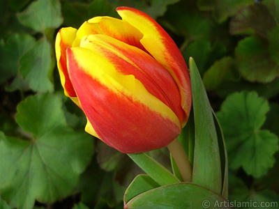 Red-yellow color Turkish-Ottoman Tulip photo. <i>(Family: Liliaceae, Species: Lilliopsida)</i> <br>Photo Date: March 2011, Location: Turkey/Istanbul, By: Artislamic.com