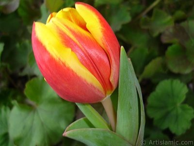 Red-yellow color Turkish-Ottoman Tulip photo. <i>(Family: Liliaceae, Species: Lilliopsida)</i> <br>Photo Date: March 2011, Location: Turkey/Istanbul, By: Artislamic.com