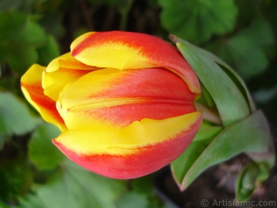 Red-yellow color Turkish-Ottoman Tulip photo. <i>(Family: Liliaceae, Species: Lilliopsida)</i> <br>Photo Date: March 2011, Location: Turkey/Istanbul, By: Artislamic.com