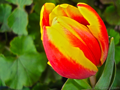 Red-yellow color Turkish-Ottoman Tulip photo. <i>(Family: Liliaceae, Species: Lilliopsida)</i> <br>Photo Date: March 2011, Location: Turkey/Istanbul, By: Artislamic.com