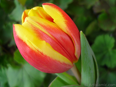 Red-yellow color Turkish-Ottoman Tulip photo. <i>(Family: Liliaceae, Species: Lilliopsida)</i> <br>Photo Date: March 2011, Location: Turkey/Istanbul, By: Artislamic.com